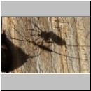 Perithous cf scurra - Schlupfwespe 03 10mm.jpg